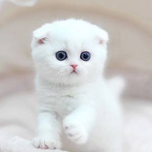 Vi&ecirc;n Uống Tổng Hợp Vitamin Đa Chức Năng cho M&egrave;o v&agrave; Ch&oacute;, Hỗ Trợ Miễn Dịch Tự Nhi&ecirc;n v&agrave; Giảm Dị Ứng cho Ch&oacute; 1