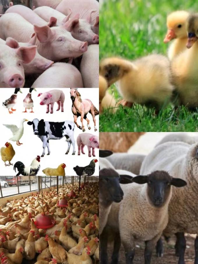 Chất phụ gia thức ăn bổ sung probiotic hợp chất tăng cường với nuôi trồng B. natto Đối với gia súc và gia cầm 1